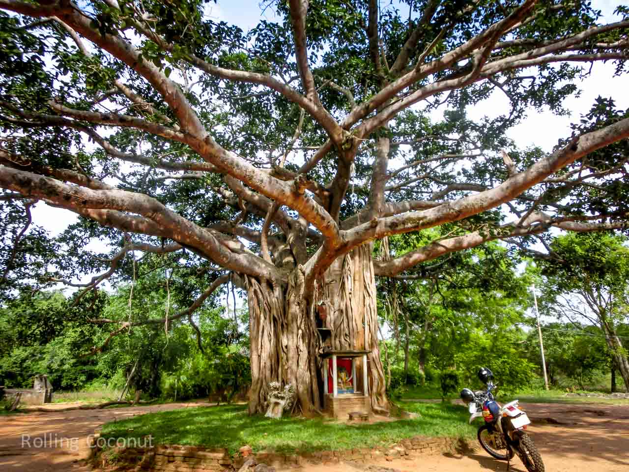 Дерево Бодхи Шри Ланка